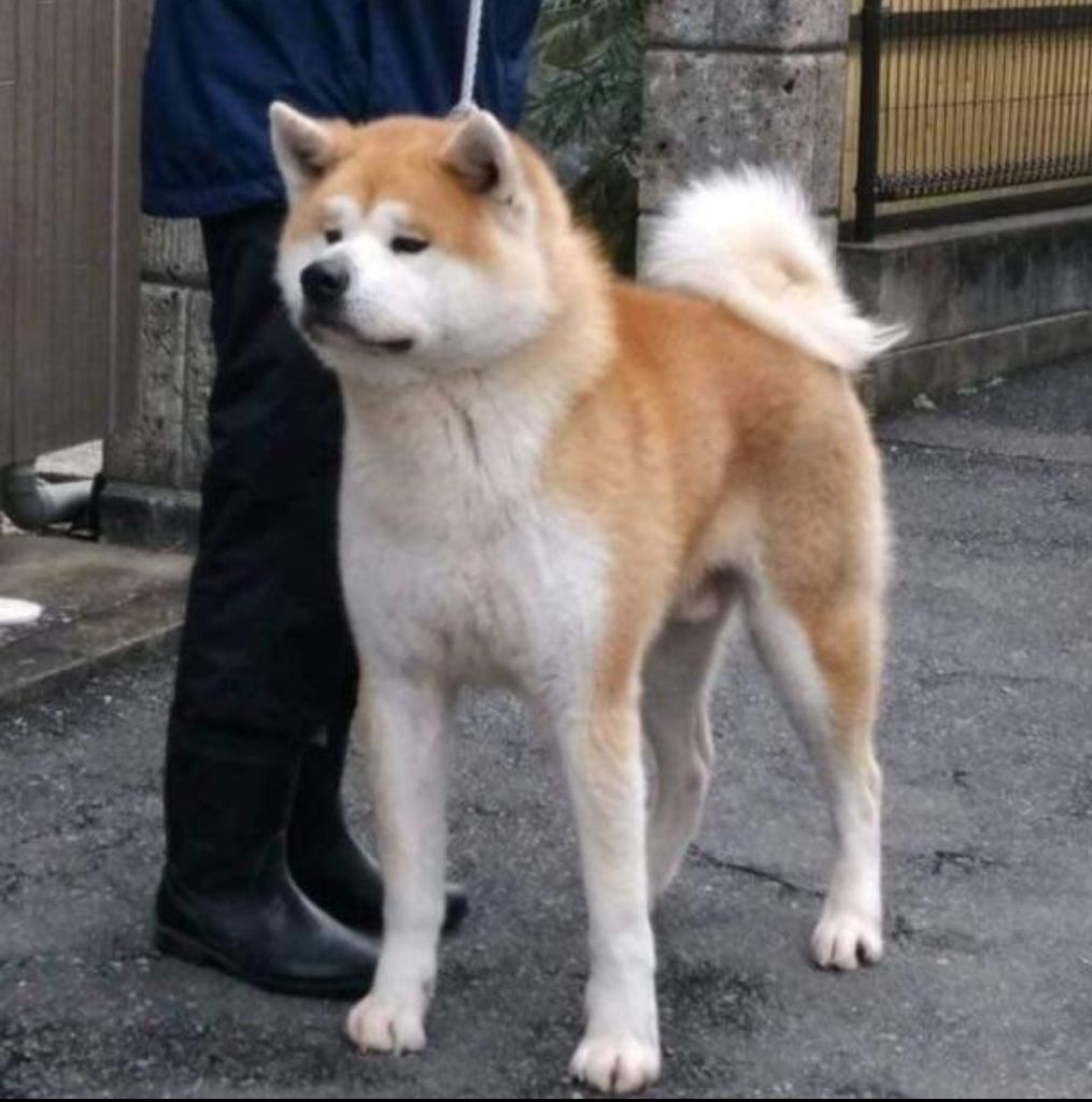 Awa ikkaku go jr.matsunaga