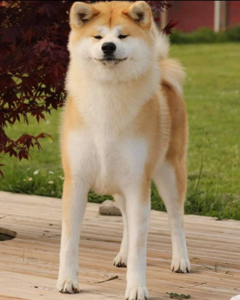 Hanachiyo go Fuen No Oka