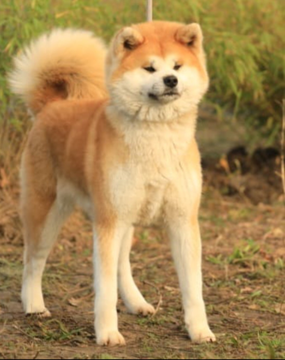 ULMA Of Kaerizaki