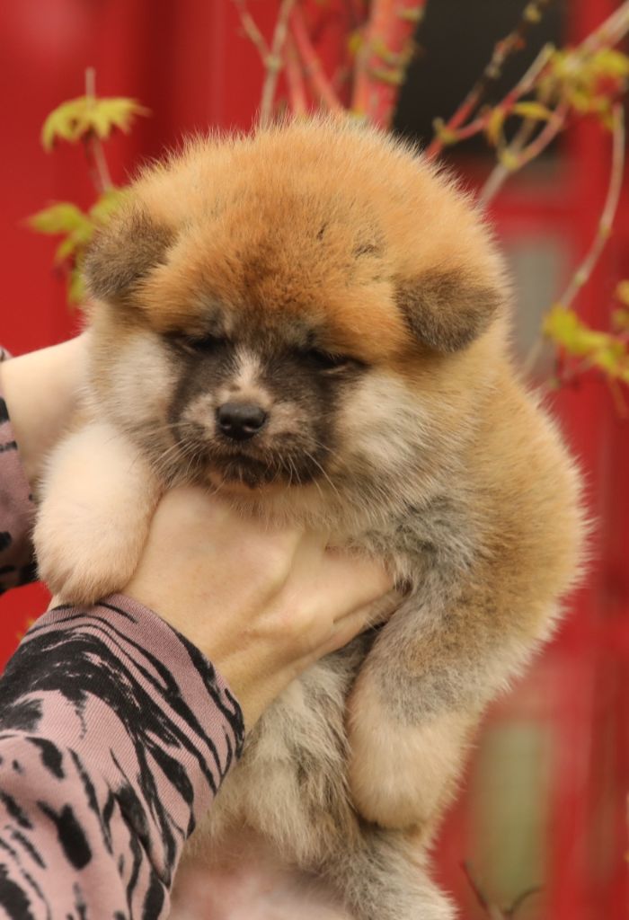 Of Kaerizaki - Chiots disponibles - Akita