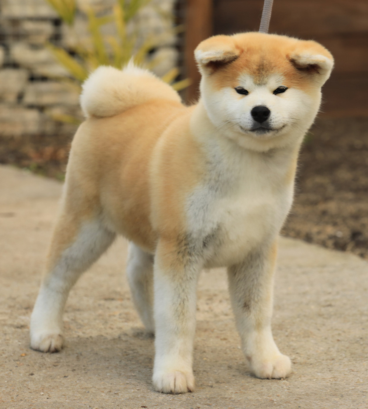 Of Kaerizaki - Chiots disponibles - Akita