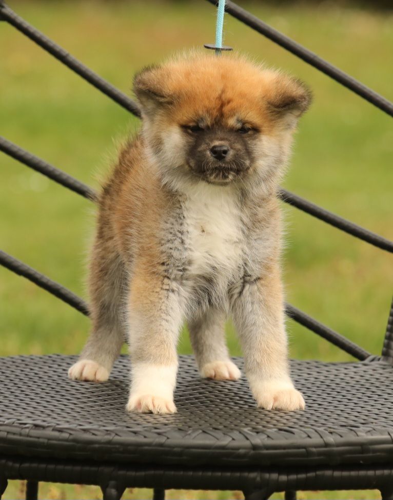 Of Kaerizaki - Chiots disponibles - Akita