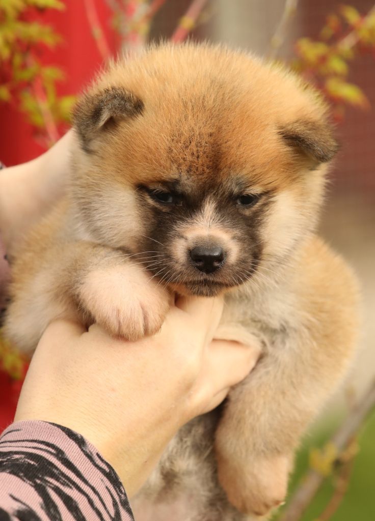 Of Kaerizaki - Chiots disponibles - Akita