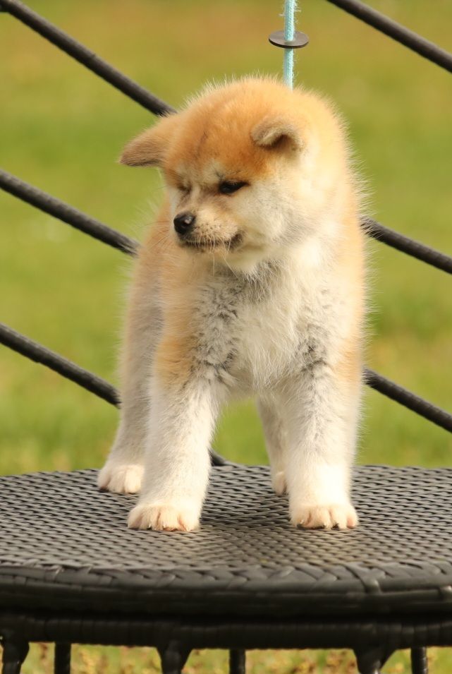 Of Kaerizaki - Chiots disponibles - Akita