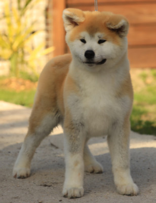 Chiot N°1