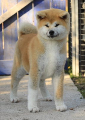 Chiot N°3