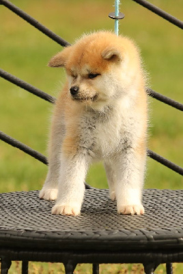 CHIOT 2