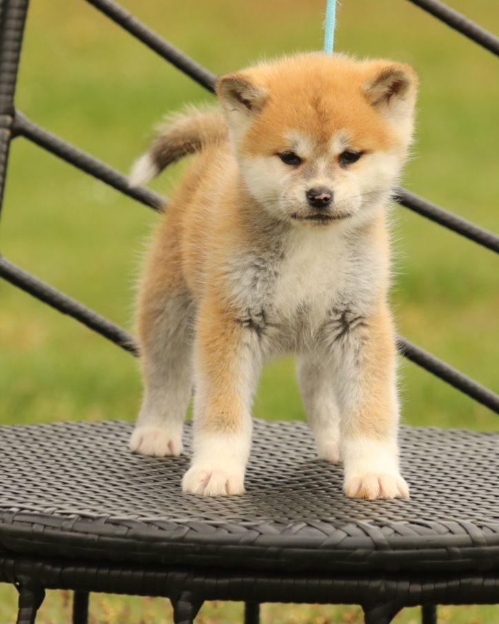 Of Kaerizaki - Chiots disponibles - Akita